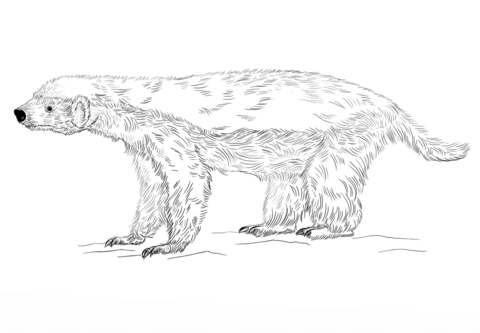 Honey Badger Coloring Page